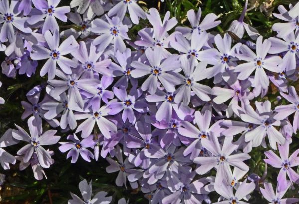 Phlox subulata 'Lavender Early Spring' - a854a7