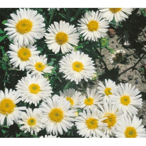 Aster alpinus ´Beauty White´