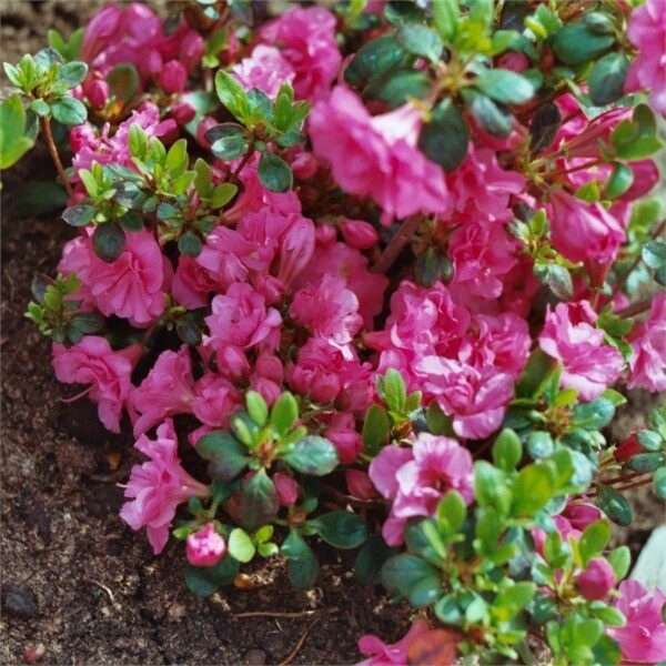 Azalea (J) 'Babuschka'® 20–30