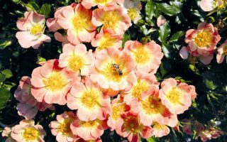 Rosa 'BIENENWEIDE' C3L - beetrose bienenweide apricot m094428 h 0