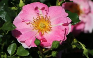 Rosa 'BIENENWEIDE' C3L - beetrose bienenweide rosa m094379 h 0