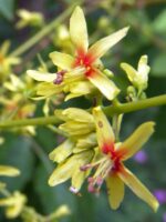 Koelreuteria paniculata - Image 2