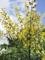 Koelreuteria paniculata - Image 3