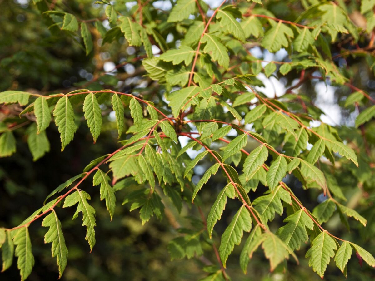 Koelreuteria paniculata - Image 4