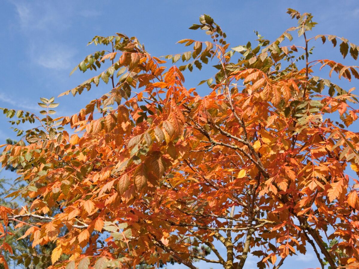 Koelreuteria paniculata - Image 5