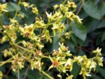 Koelreuteria paniculata - Image 6