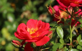 Rosa 'BIENENWEIDE' C3L - bodendecker rose bienenweide hellrot m094436 w 1