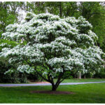 Halesia carolina