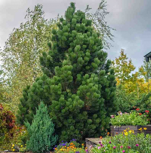 Pinus heldreichii 'Compact Gem' - botanikfoto 575184 LOptimized