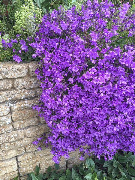 Campanula portenschlagiana