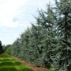 Cedrus libani 'Glauca' - Kontejner 10 l, v. 80-100 cm