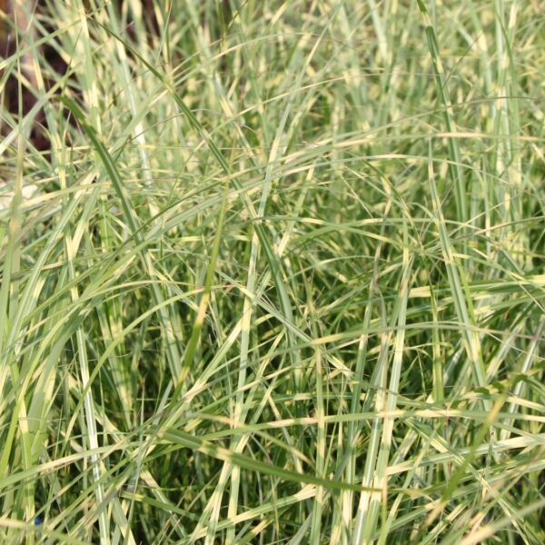 Miscanthus sinensis 'Little Zebra'