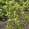 Corylus avellana 'Twister' - Kontejner 3 l, v. kmínku 80 cm