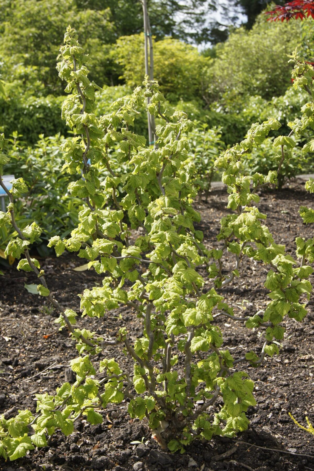 Corylus avellana 'Twister' - Image 1