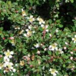 Cotoneaster dammeri radicans - Image 2