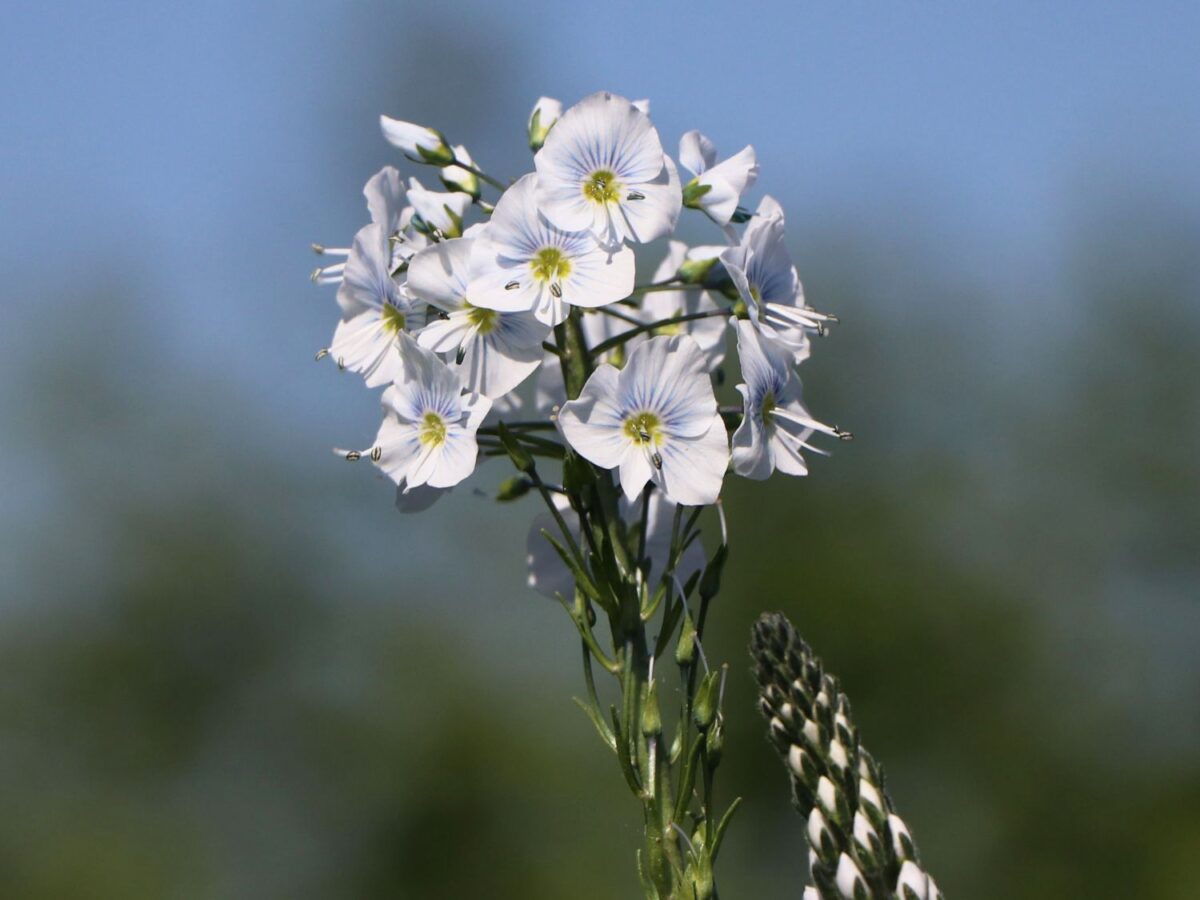 Veronica gentianoides - Image 2