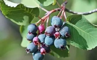 Amelanchier aln. 'Saskatoon Berry'® - erlenblaettrige felsenbirne saskatoon berry m103369 h 0