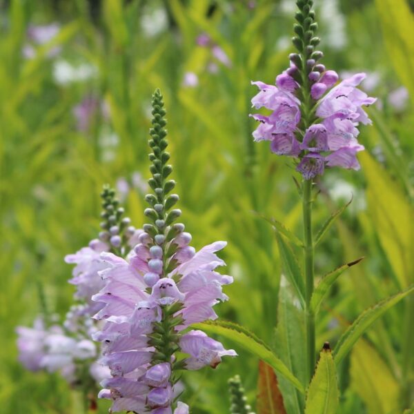 Physostegia virginiana 'Rose'