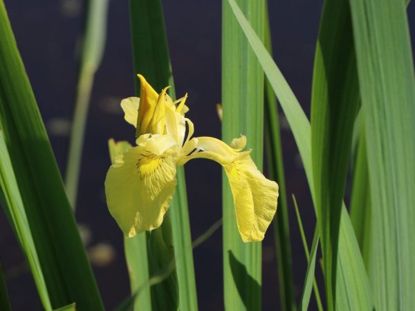 Iris pseudacorus - heimische sumpf schwertlilie m010560 w 5