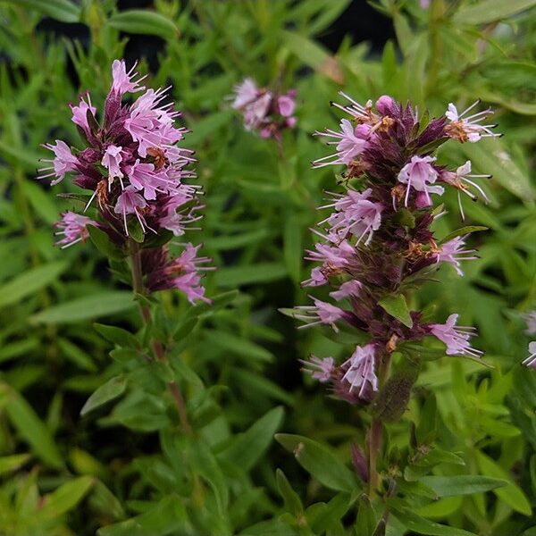 Hyssopus officinalis 'Roseus'