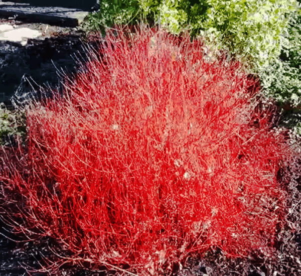 Cornus stolonifera 'Kelseyi' 20–30 cm