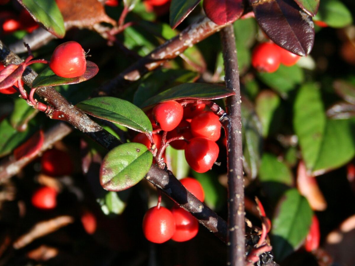 Cotoneaster salicifolius 'Parkteppich' 100 KM - Image 1