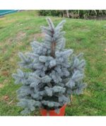 Picea pungens 'Super Blue®' - Image 2