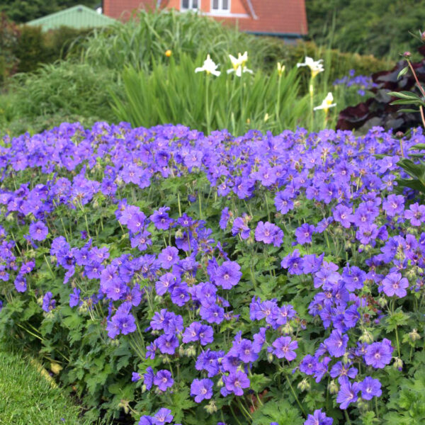 Geranium magnificum