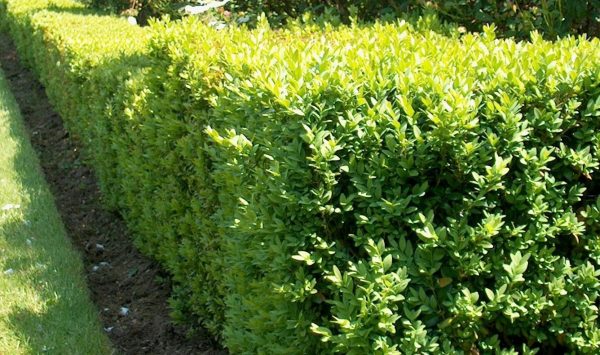 Buxus sempervirens - product 4109 20161005 105447