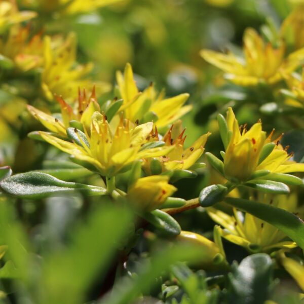 Sedum kamtschaticum 'Weihenstephaner Gold'