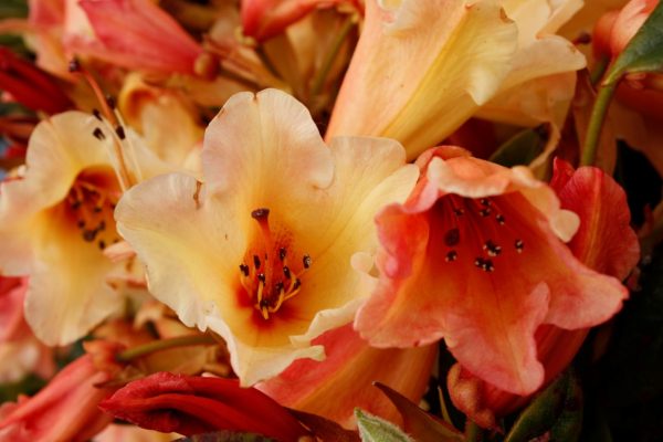 Rhododendron (T) 'Jingle Bells' 30–40 cm - rho jin bel