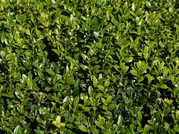 Buxus sempervirens, vzpřímený, v. 20-30 cm - s468003859194629765 p118 i3 w1024 1