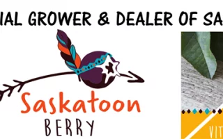 Amelanchier aln. 'Saskatoon Berry'® - saskatoon berry small