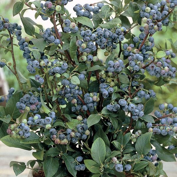 Vacciniuim 'Sunshine Blue' 20–30 cm
