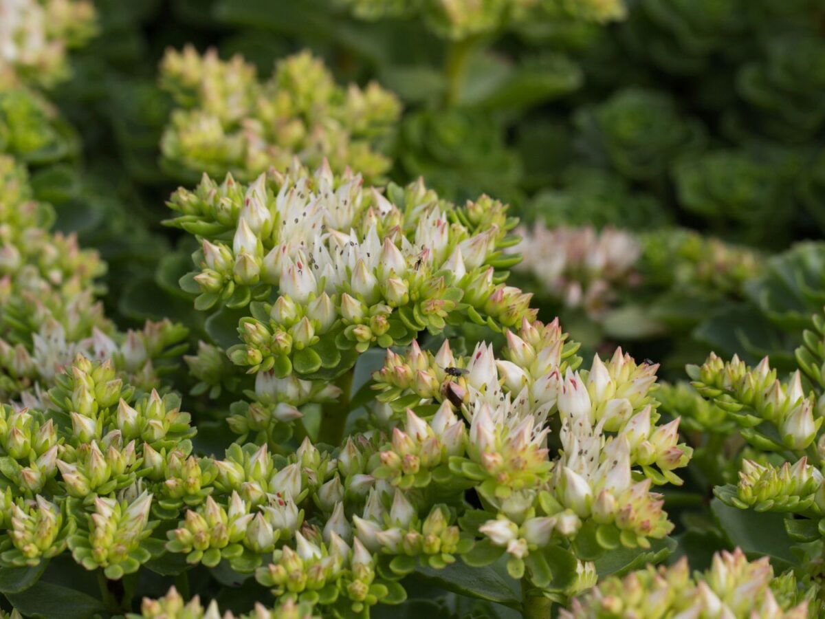 Sedum spurium 'Album' - Image 1