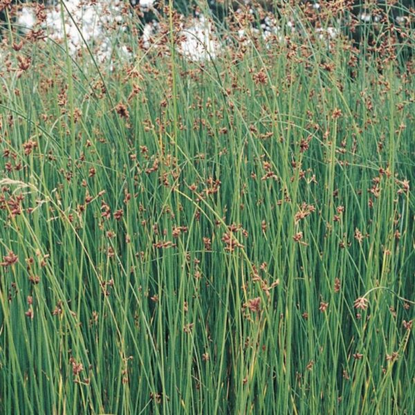 Scirpus lacustris 'Albostriatus'