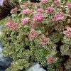 Sedum spurium 'Tricolor' - Kontejner, pr. 13 cm