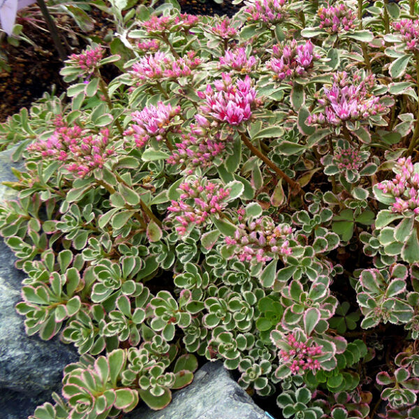 Sedum spurium 'Tricolor'