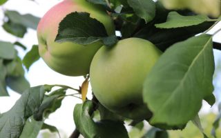 Jabloň 'Jamba' - sommerapfel jamba m002554 w 1