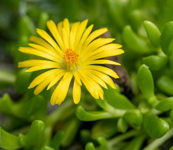 Delosperma nubigenum