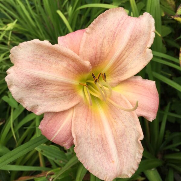 Hemerocallis hybrida 'Jamaican Me Crazy'