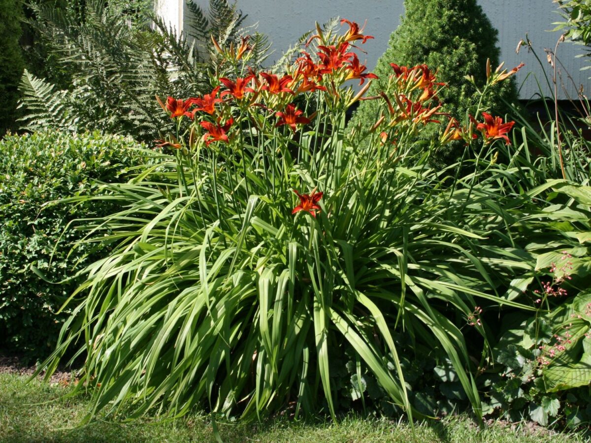 Hemerocallis hybrida'Frans Halls' - Image 1