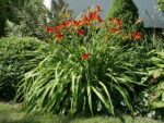 Hemerocallis hybrida'Frans Halls'