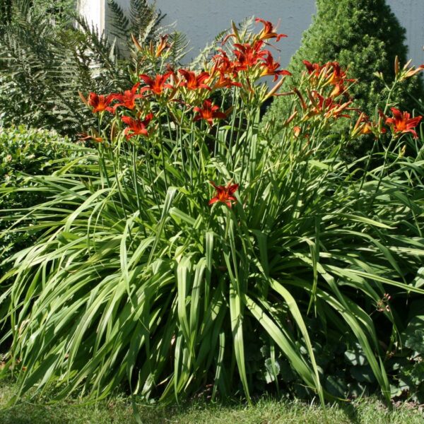 Hemerocallis hybrida'Frans Halls'