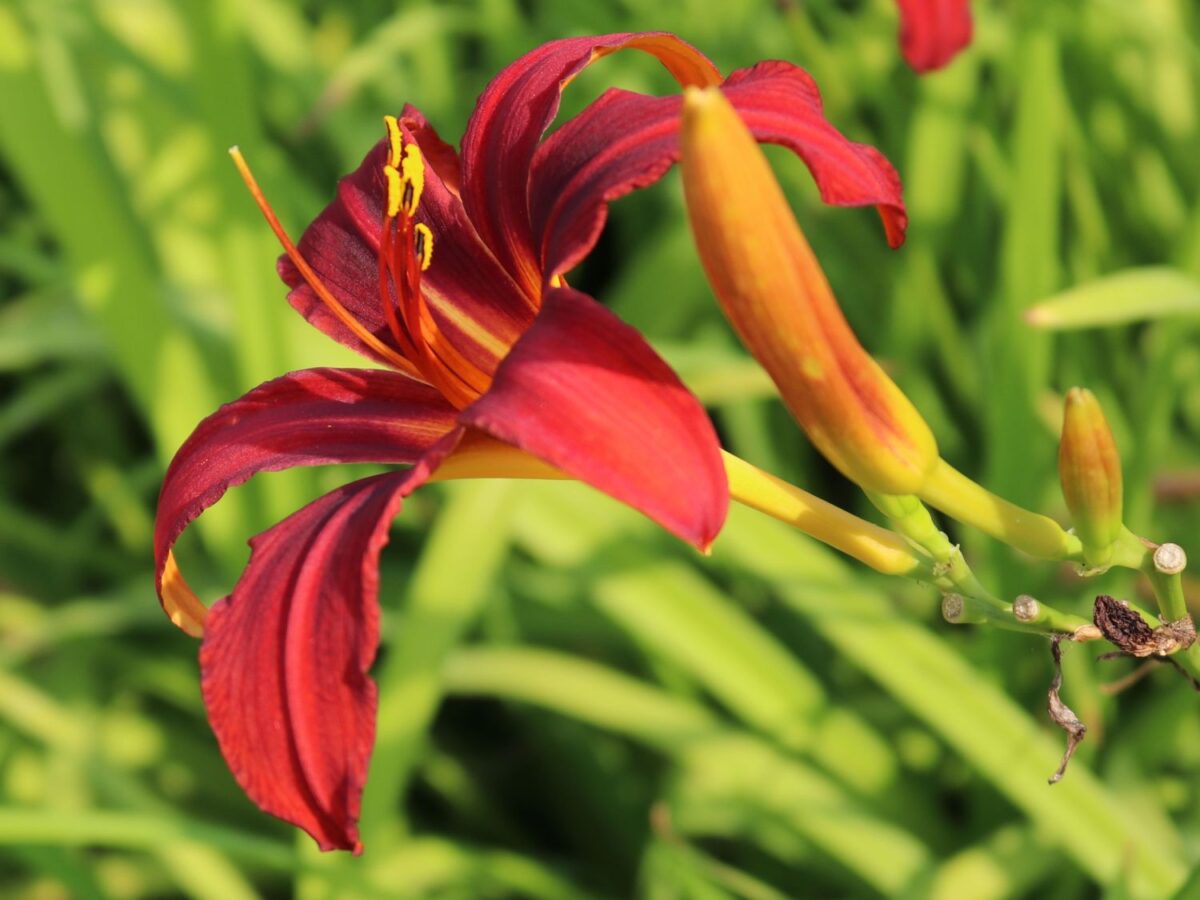 Hemerocallis hybrida'Frans Halls' - Image 2