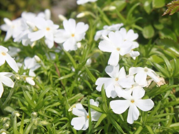 Phlox subulata 'White delight' - teppich flammenblume white delight m015292 w 1