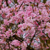 Viburnum bodnantese 'Dawn' - C10L 80-100 CM