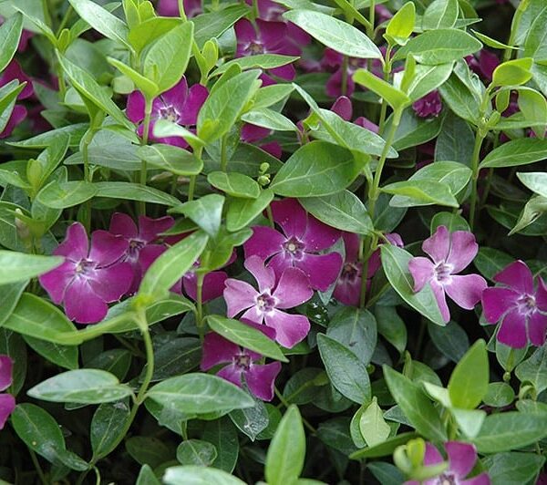 Vinca minor Barvínek menší, Atropurpurea, P 9