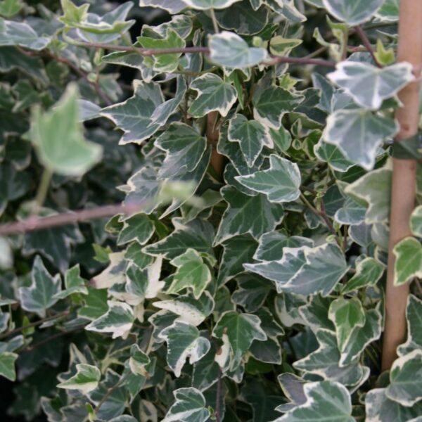 HEDERA HELIX 'Glacier'