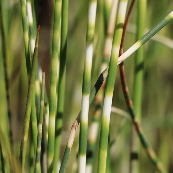 Scirpus tabernaemontani 'Zebrinus'